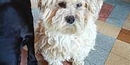 Bandit participe au concours pour gagner de l'argent avec cette photo : accessories, animal, bulldog, canine, cockerspaniel, couch, dog, furniture, hardwood, path, person, pet, poodle, puppy, slate, strap, terrier, tile, whitedog, wood
