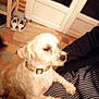 Bandit a rejoint le concours — aidez-le/la à gagner de superbes lots ! animal, ball, canine, clothing, couch, dog, door, football, footwear, hound, person, pet, poodle, puppy, shoe, soccer, soccerball, sport, terrier, whitedog