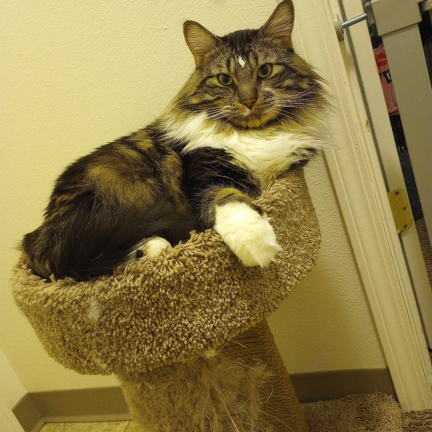 Kiru joined the competition — help win amazing prizes! animal, carpet, cat, cat_tree, cute, domestic, door, floor, fluffy, furniture, household, indoor, looking_at_camera, mammal, pet, relaxed, resting, tabby, wall, white_paws