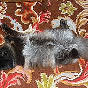 Poupée a rejoint le concours — aidez-le/la à gagner de superbes lots ! cat, fluffy_cat, long_hair, lying_down, belly_up, patterned_rug, carpet, indoor, pet, sleeping, paws, tail, fur, relaxed, black_fur, grey_fur, cozy, cute, fuzzy, home