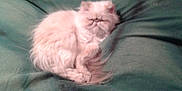 Puce participe au concours pour gagner de l'argent avec cette photo : cat, persian_cat, fluffy, sleeping, green_blanket, blanket, paws, tail, fur, indoor, cozy, cute, resting, pet, domestic_animal, close_up, squashed_face, face, sofa, soft