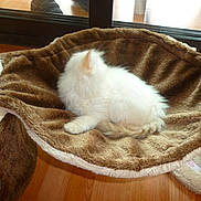 Puce a rejoint le concours — aidez-le/la à gagner de superbes lots ! cat, kitten, white_fur, pet_bed, plush, scratching_post, indoor, hardwood_floor, window, glass_door, cozy, resting, sleeping, fur, animal, pet, lounging, paw, back_view, home