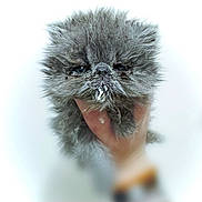 Pin'Up a rejoint le concours — aidez-le/la à gagner de superbes lots ! kitten, cat, pet, hand, fur, fluffy, cute, milk_mustache, feeding, close_up, portrait, domestic_animal, indoor, white_background, whiskers, tiny, holding, young, messy_face, eyes