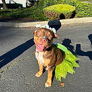 Princess Kitana joined the competition — help win amazing prizes! dog, pet, brown_dog, flower_crown, green_tutu, costume, smiling, tongue_out, happy, outdoor, pavement, shadow, sunlight, sitting, cute, canine, portrait, house, bushes, holiday_costume