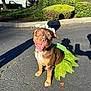 dog, pet, brown_dog, flower_crown, green_tutu, costume, smiling, tongue_out, happy, outdoor, pavement, shadow, sunlight, sitting, cute, canine, portrait, house, bushes, holiday_costume