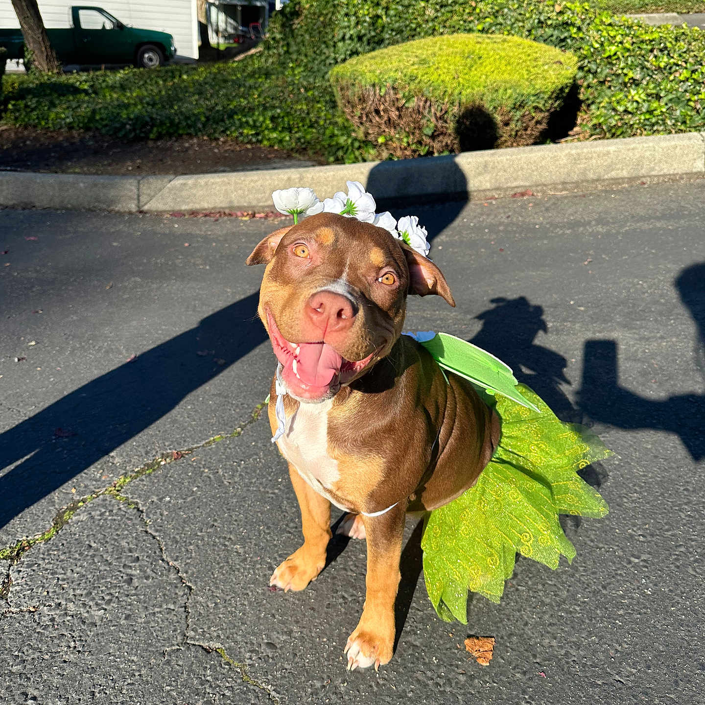 Princess Kitana joined the competition — help win amazing prizes! brown_dog, bushes, canine, costume, cute, dog, flower_crown, green_tutu, happy, holiday_costume, house, outdoor, pavement, pet, portrait, shadow, sitting, smiling, sunlight, tongue_out