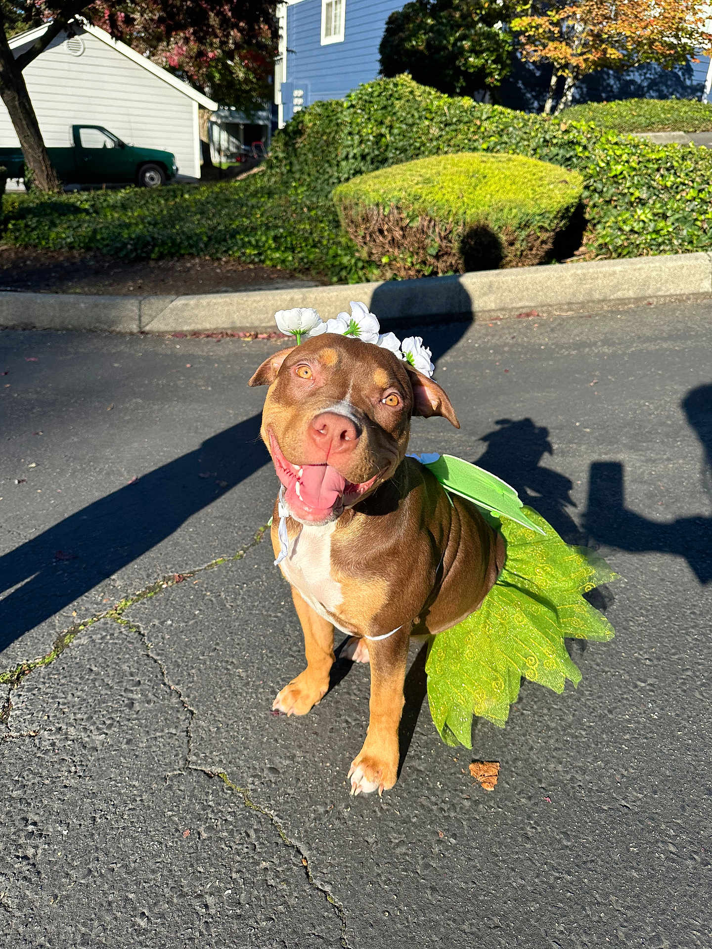 Princess Kitana joined the competition — help win amazing prizes! dog, pet, brown_dog, flower_crown, green_tutu, costume, smiling, tongue_out, happy, outdoor, pavement, shadow, sunlight, sitting, cute, canine, portrait, house, bushes, holiday_costume