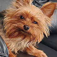 Rasian is registered to the contest to win money with this photo: dog, small_dog, scruffy, fluffy_fur, close_up, pet, animal, leather, black_leather, relaxed, cute, canine, indoor, fur, ears, paw, portrait, looking, companion, domestic_animal