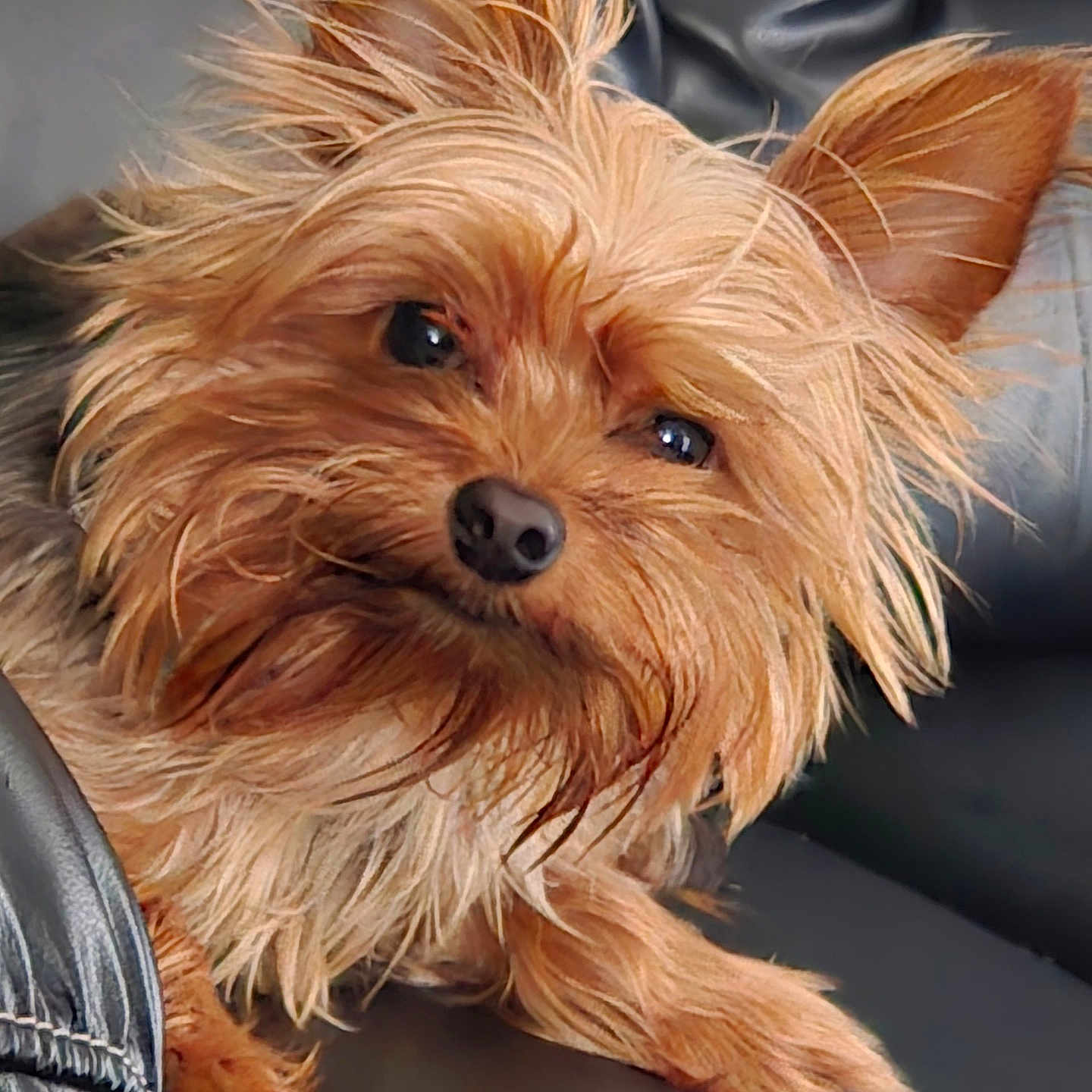 Rasian is registered to the contest to win money with this photo: animal, black_leather, canine, close_up, companion, cute, dog, domestic_animal, ears, fluffy_fur, fur, indoor, leather, looking, paw, pet, portrait, relaxed, scruffy, small_dog