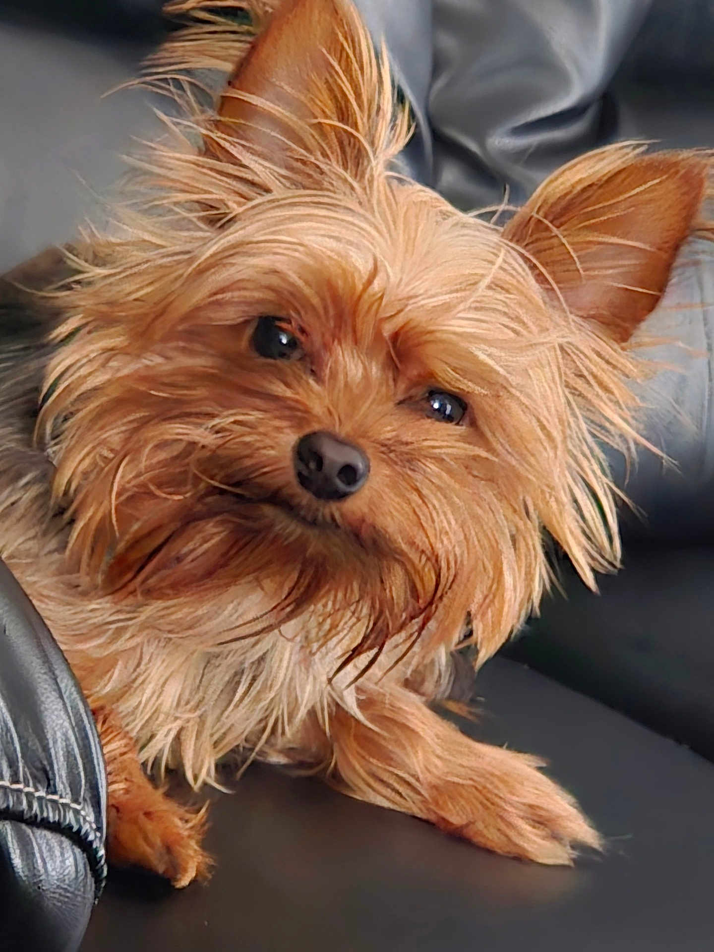 Rasian is registered to the contest to win money with this photo: dog, small_dog, scruffy, fluffy_fur, close_up, pet, animal, leather, black_leather, relaxed, cute, canine, indoor, fur, ears, paw, portrait, looking, companion, domestic_animal