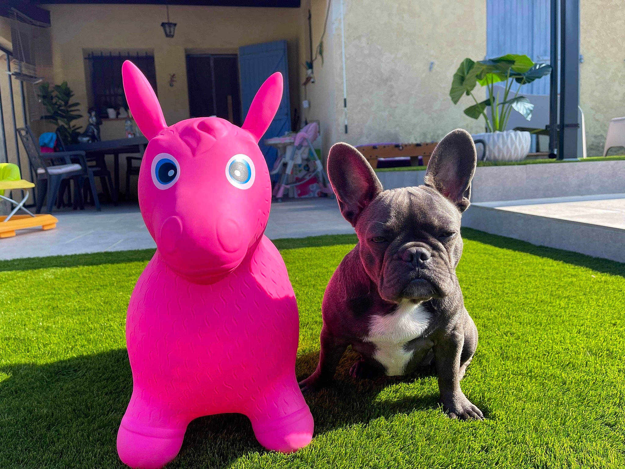 Shelby participe au concours pour gagner de l'argent avec cette photo : bulldog, canidae, carnivore, companion_dog, dog, dog_breed, ear, fawn, grass, green, magenta, mammal, pink, plant, rabbits_and_hares, snapshot, snout, terrestrial_animal, vertebrate, working_animal