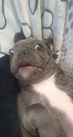 Shelby a rejoint le concours — aidez-le/la à gagner de superbes lots ! canidae, carnivore, companion_dog, dog_breed, fawn, fur, non_sporting_group, snout, terrestrial_animal, whiskers, working_animal, wrinkle