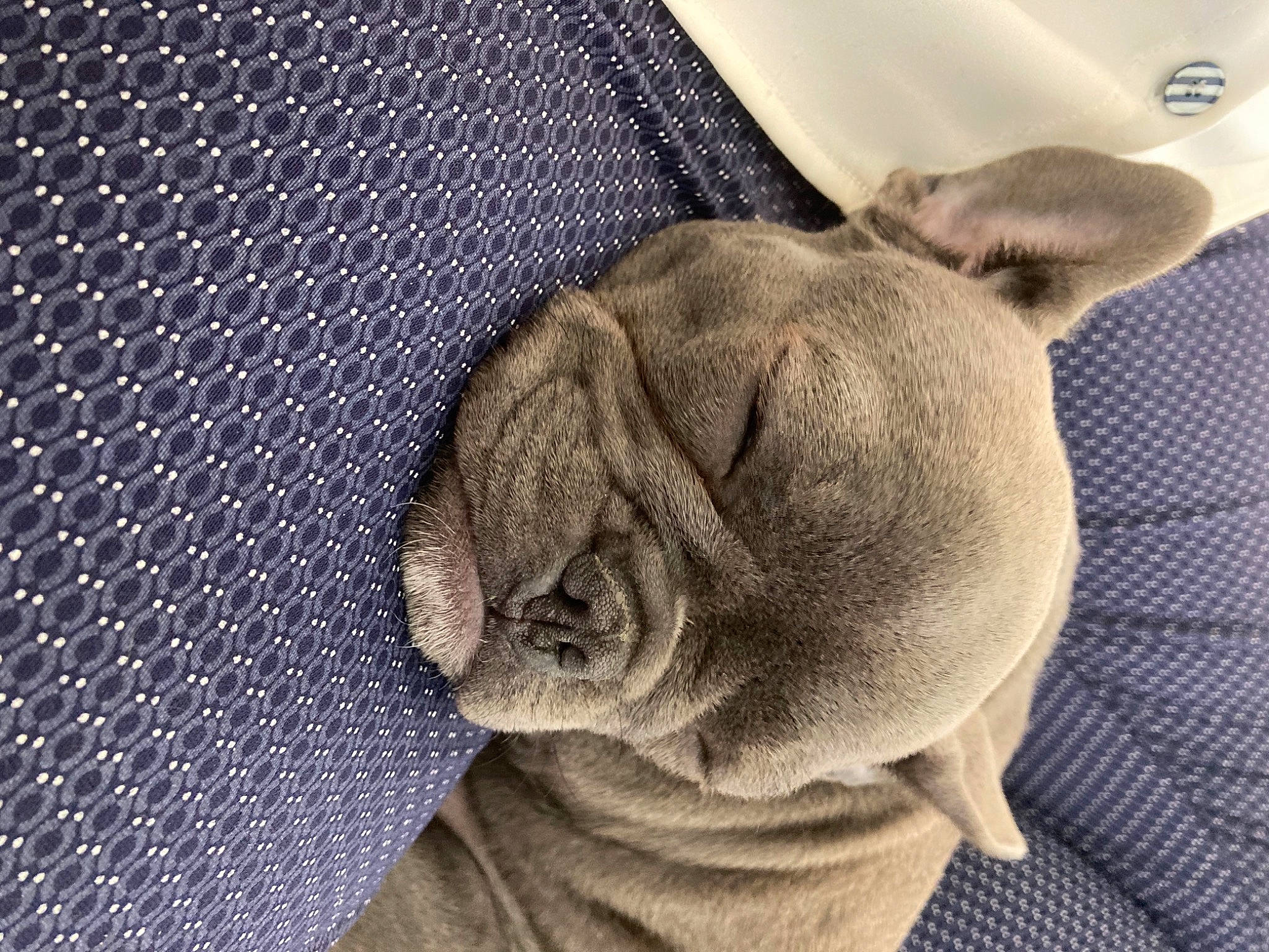 Shelby a rejoint le concours — aidez-le/la à gagner de superbes lots ! carnivore, close_up, comfort, companion_dog, dog, dog_breed, ear, electric_blue, fawn, felidae, fur, grey, linens, liver, snout, sporting_group, terrestrial_animal, whiskers, working_animal, wrinkle