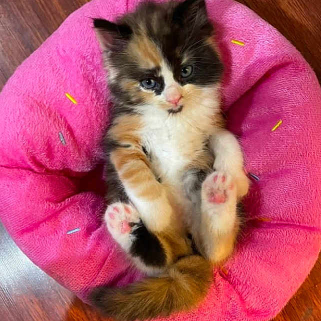 Nugget joined the competition — help win amazing prizes! adorable, animal, calico, cat, cozy, cute, domestic_animal, feline, fluffy, indoor, kitten, paw_pads, pet, pink_cushion, plush, relaxed, sitting, small, wooden_floor, young