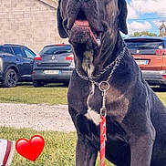 Naya participe au concours pour gagner de l'argent avec cette photo : dog, black_dog, leash, chain_collar, grass, outdoor, blue_sky, clouds, building, car, parked_car, daytime, animal, pet, happy, sitting, tongue_out, nature, red_heart, shoe