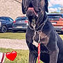 animal, black_dog, blue_sky, building, car, chain_collar, clouds, daytime, dog, grass, happy, leash, nature, outdoor, parked_car, pet, red_heart, shoe, sitting, tongue_out