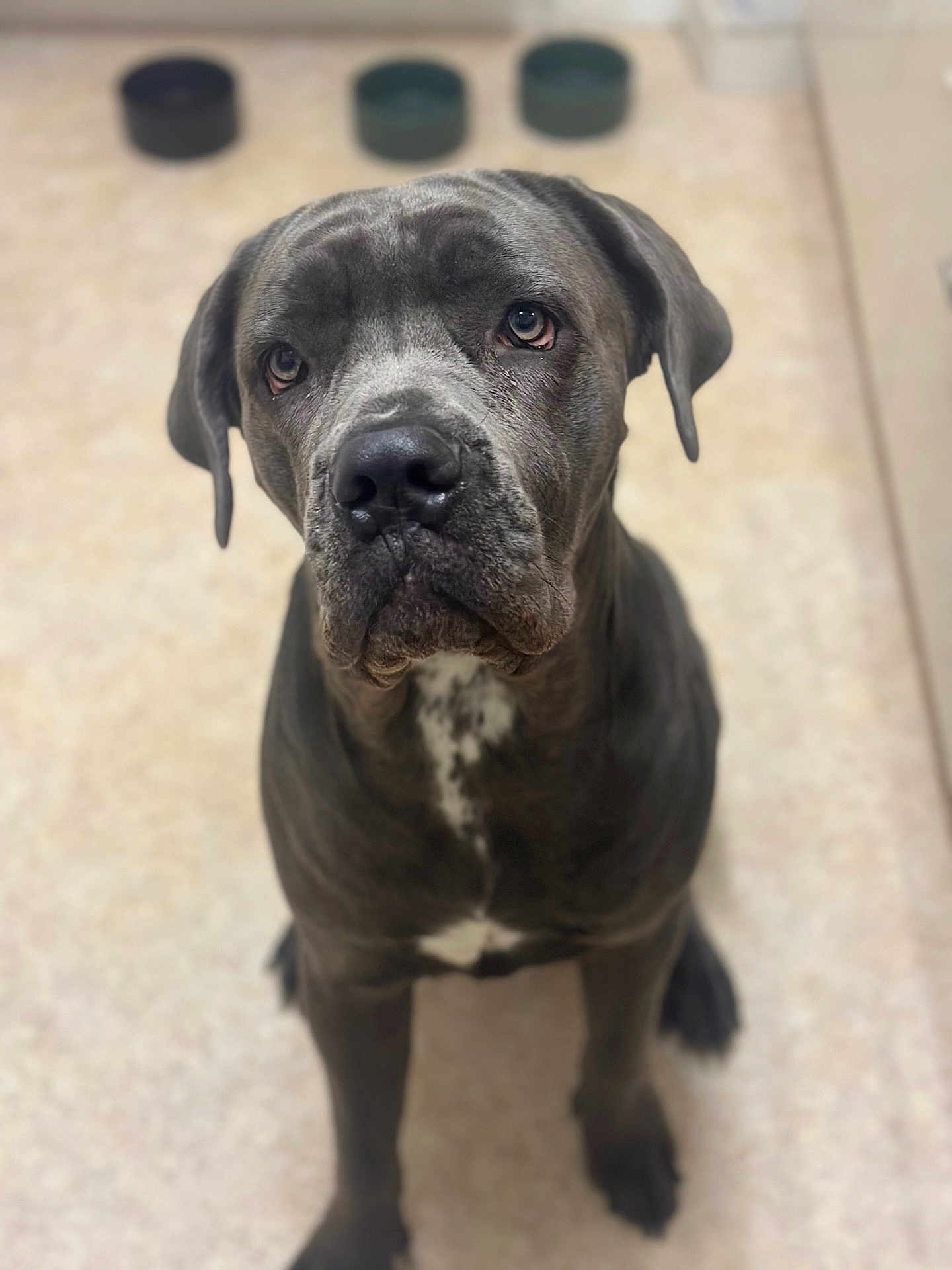 Naya a rejoint le concours — aidez-le/la à gagner de superbes lots ! dog, canine, pet, indoor, floor, food_bowls, gray, white_patch, sitting, looking_up, ears, snout, expression, close_up, portrait, animal, mammal, domestic_animal, companionship, waiting