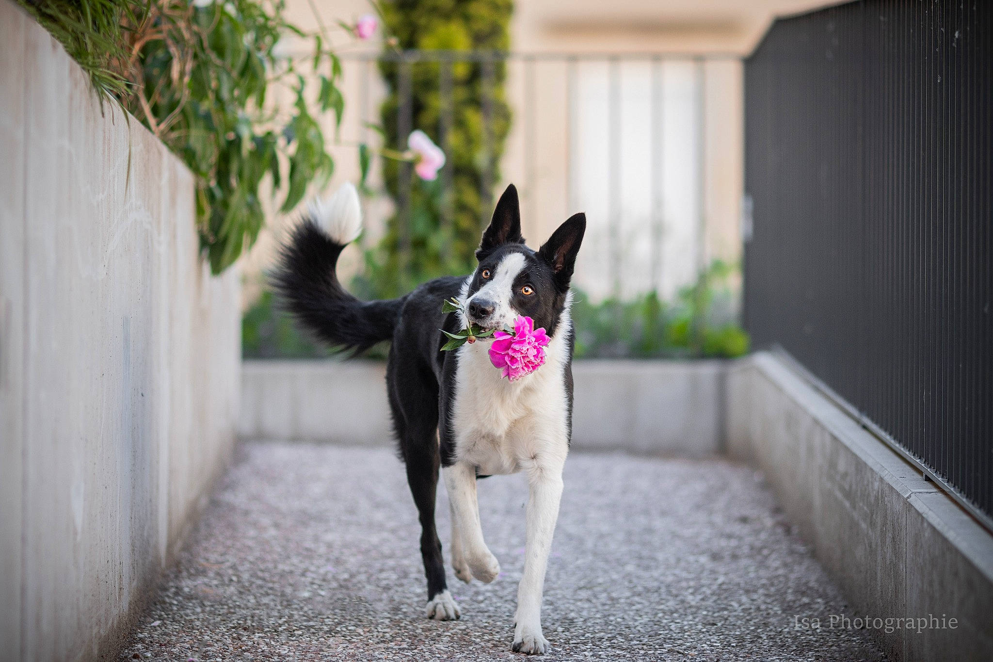 Parker participe au concours pour gagner de l'argent avec cette photo : carnivore, collar, companion_dog, dog, dog_breed, dog_collar, dog_supply, door, fawn, felidae, grass, leash, pet_supply, plant, snout, sporting_group, tail, tree, whiskers, window