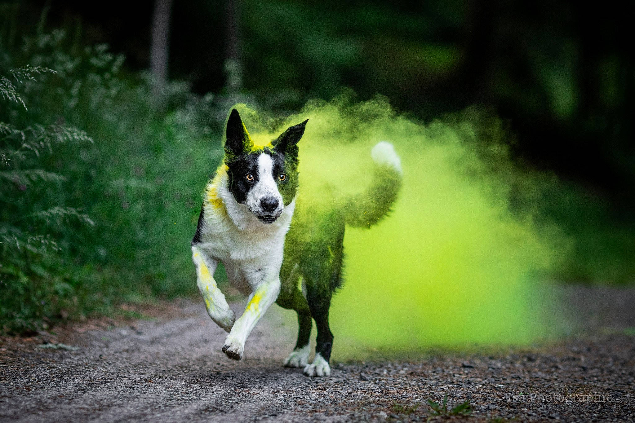 Parker participe au concours pour gagner de l'argent avec cette photo : ancient_dog_breeds, canidae, carnivore, companion_dog, dog, dog_breed, dog_supply, flyball, grass, herding_dog, non_sporting_group, pet_supply, plant, road, snout, sporting_group, tail, tree, working_dog