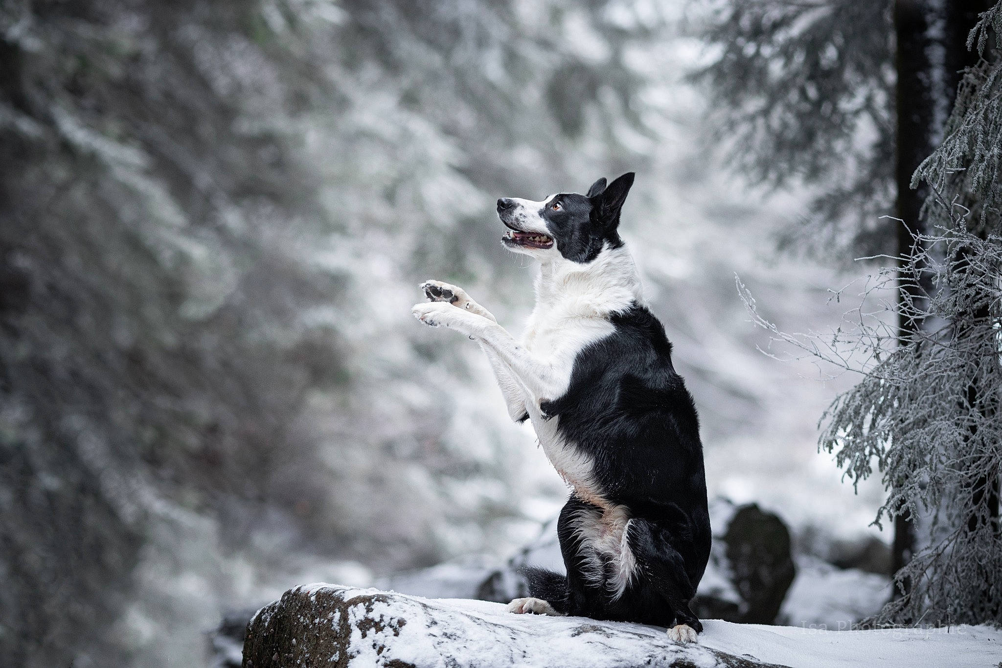 Parker a rejoint le concours — aidez-le/la à gagner de superbes lots ! black_and_white, canidae, carnivore, dog, dog_breed, forest, freezing, fur, monochrome, monochrome_photography, recreation, rock, snow, sporting_group, tail, tree, trunk, wildlife, winter, wood