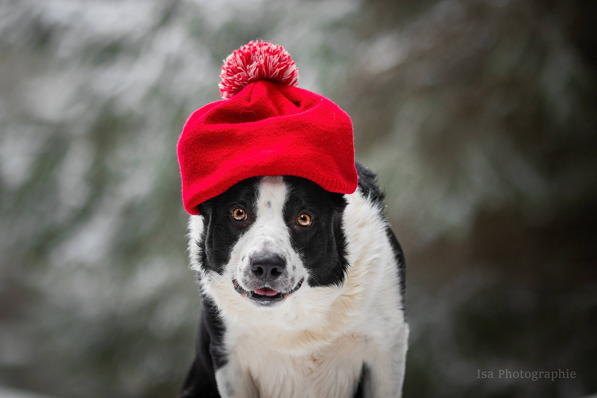 Parker a rejoint le concours — aidez-le/la à gagner de superbes lots ! beanie, canidae, cap, carmine, carnivore, companion_dog, dog, dog_breed, dog_supply, fashion_accessory, freezing, fur, herding_dog, knit_cap, snout, snow, sporting_group, whiskers, winter, working_dog