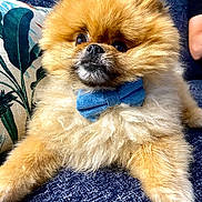 Mochi a rejoint le concours — aidez-le/la à gagner de superbes lots ! dog, puppy, fluffy, long_hair, small_breed, bow_tie, blue_bow_tie, brown_fur, white_fur, black_nose, dark_eyes, sitting, couch, cushion, indoor, pet, portrait, close_up, adorable, funny