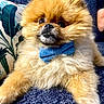 dog, puppy, fluffy, long_hair, small_breed, bow_tie, blue_bow_tie, brown_fur, white_fur, black_nose, dark_eyes, sitting, couch, cushion, indoor, pet, portrait, close_up, adorable, funny