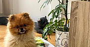Mochi participe au concours pour gagner de l'argent avec cette photo : dog, pomeranian, puppy, fluffy, small_dog, long_fur, brown_fur, sitting, indoor, home, blanket, colorful, floral, houseplant, potted_plant, lamp, furniture, plush_toy, portrait, cozy