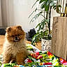 dog, pomeranian, puppy, fluffy, small_dog, long_fur, brown_fur, sitting, indoor, home, blanket, colorful, floral, houseplant, potted_plant, lamp, furniture, plush_toy, portrait, cozy