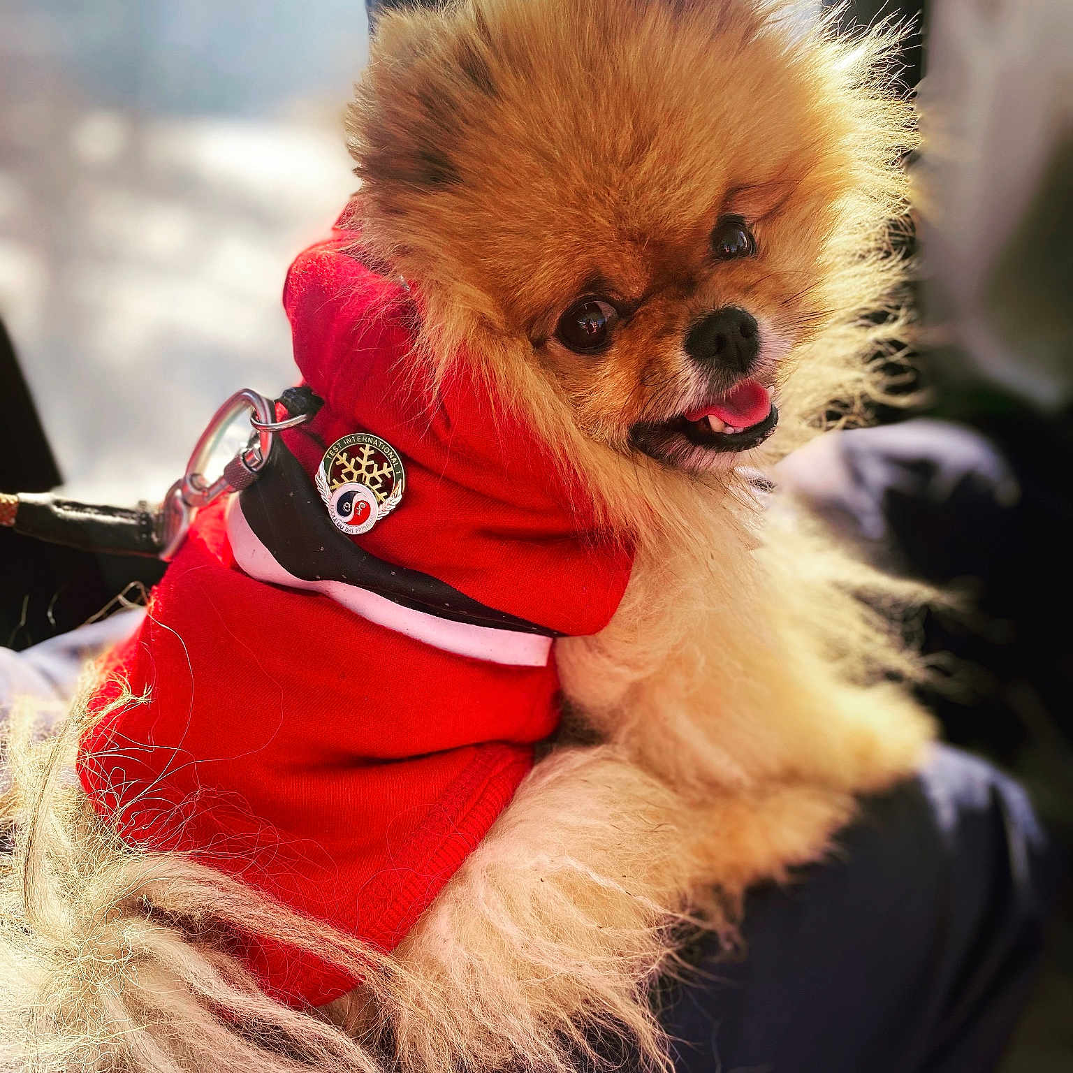 Mochi a rejoint le concours — aidez-le/la à gagner de superbes lots ! dog, pomeranian, small_dog, fluffy, orange_fur, red_outfit, pet, dog_fashion, tongue, portrait, close_up, indoor, car_interior, sunlight, harness, collar, medallion, cute, happy, long_fur