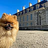 Mochi participe au concours pour gagner de l'argent avec cette photo : dog, pomeranian, fluffy, small_dog, orange_fur, long_hair, happy, smiling, open_mouth, outdoor, chateau, castle, historic_building, architecture, courtyard, gravel, blue_sky, sunny, travel, portrait