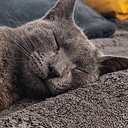 Venus a rejoint le concours — aidez-le/la à gagner de superbes lots ! cat, sleeping, gray_cat, close_up, cozy, blanket, pillow, indoor, pet, fur, whiskers, relaxation, nap, animal, cute, domestic_cat, resting, soft_texture, peaceful, feline