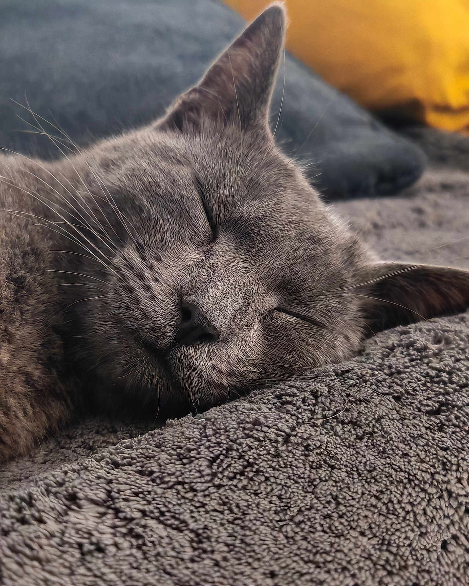 Venus a rejoint le concours — aidez-le/la à gagner de superbes lots ! cat, sleeping, gray_cat, close_up, cozy, blanket, pillow, indoor, pet, fur, whiskers, relaxation, nap, animal, cute, domestic_cat, resting, soft_texture, peaceful, feline
