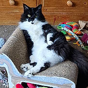 Salem joined the competition — help win amazing prizes! cat, black_and_white, fluffy, lounging, scratcher, couch, toys, colorful, indoor, pet, relaxed, feline, whiskers, claws, tail, carpet, wooden_wall, playful, domestic_animal, cozy