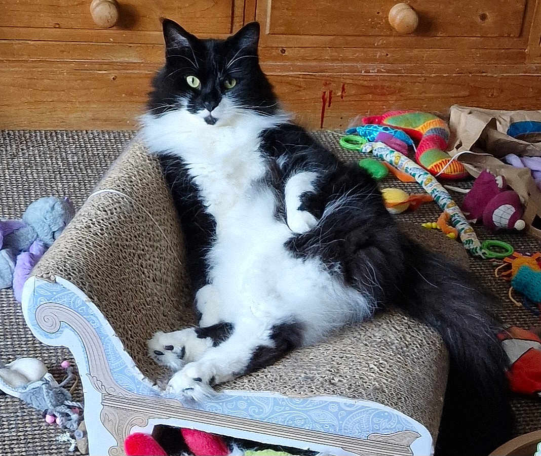 Salem joined the competition — help win amazing prizes! cat, black_and_white, fluffy, lounging, scratcher, couch, toys, colorful, indoor, pet, relaxed, feline, whiskers, claws, tail, carpet, wooden_wall, playful, domestic_animal, cozy