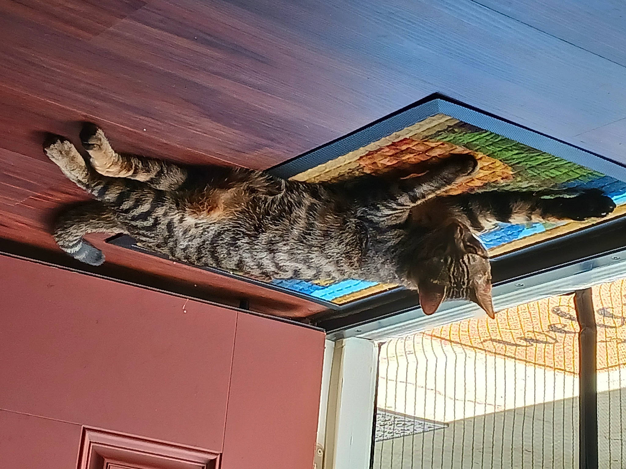 Bubba joined the competition — help win amazing prizes! art, carnivore, cat, domestic_short_haired_cat, facade, felidae, fence, fur, lynx, mammal, mesh, pattern, room, small_to_medium_sized_cats, tail, vertebrate, visual_arts, whiskers, wildlife, wood