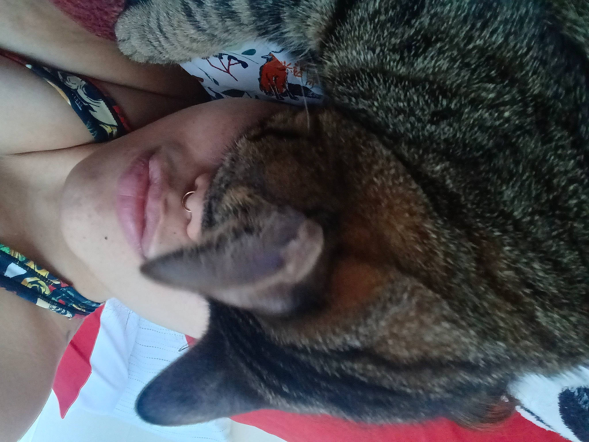 Bubba joined the competition — help win amazing prizes! beard, cap, carnivore, companion_dog, dog_breed, ear, elbow, eyelash, eyewear, fawn, felidae, fur, gesture, jaw, nose, small_to_medium_sized_cats, snout, sunglasses, tail, whiskers