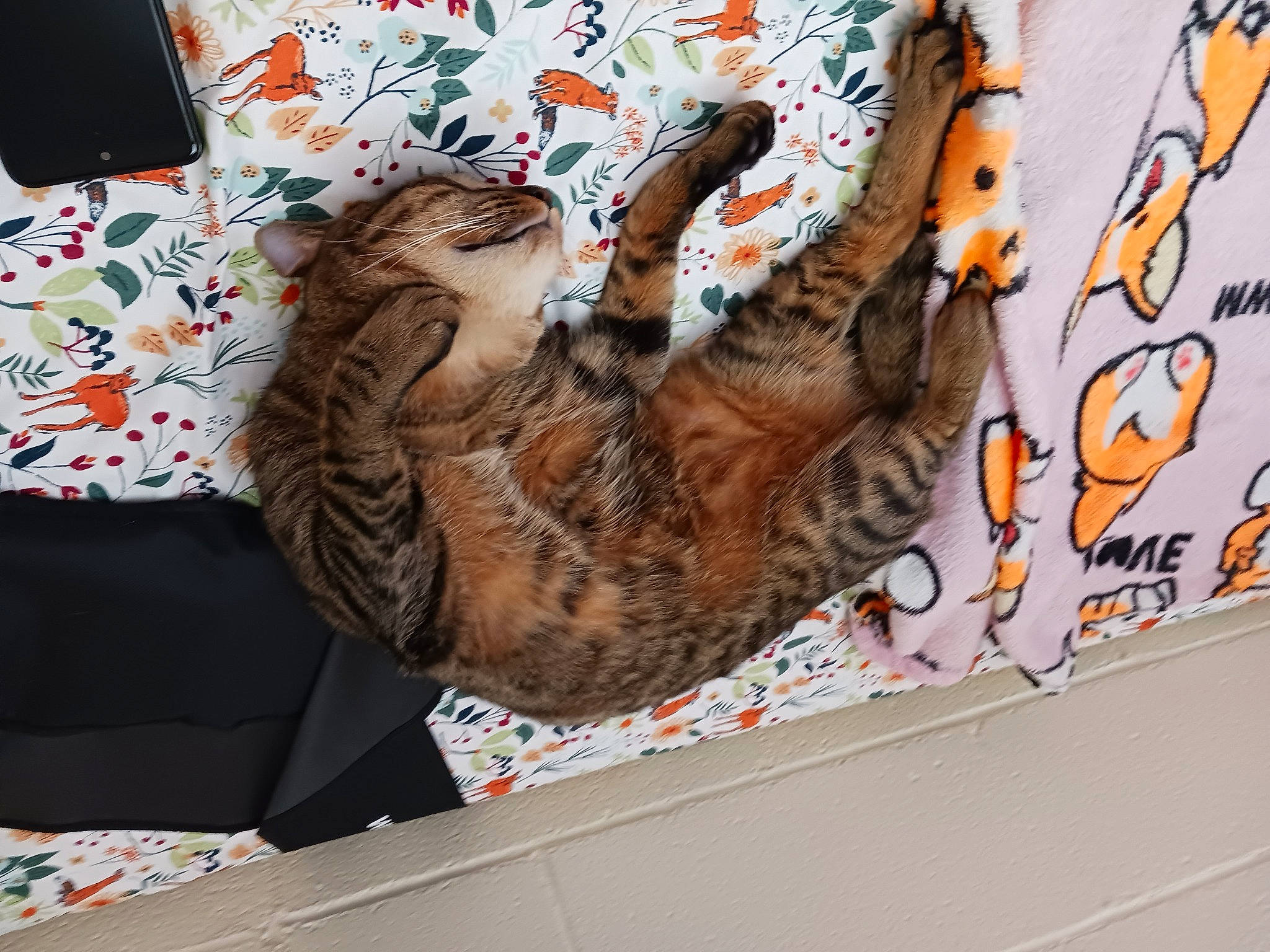 Bubba joined the competition — help win amazing prizes! art, carnivore, cat, comfort, domestic_short_haired_cat, felidae, fur, linens, nap, pattern, paw, small_to_medium_sized_cats, tail, tree, visual_arts, whiskers, wood