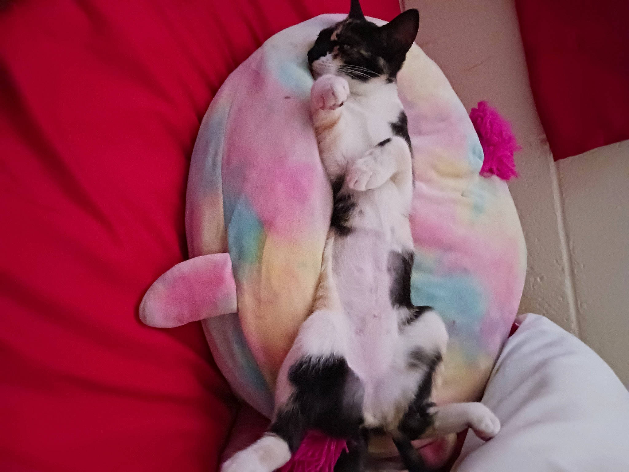 Jessie is registered to the contest to win money with this photo: canidae, carnivore, cat, cat_bed, cat_supply, comfort, companion_dog, dog_breed, duvet, fawn, felidae, fur, linens, magenta, nap, paw, pink, small_to_medium_sized_cats, tail, whiskers