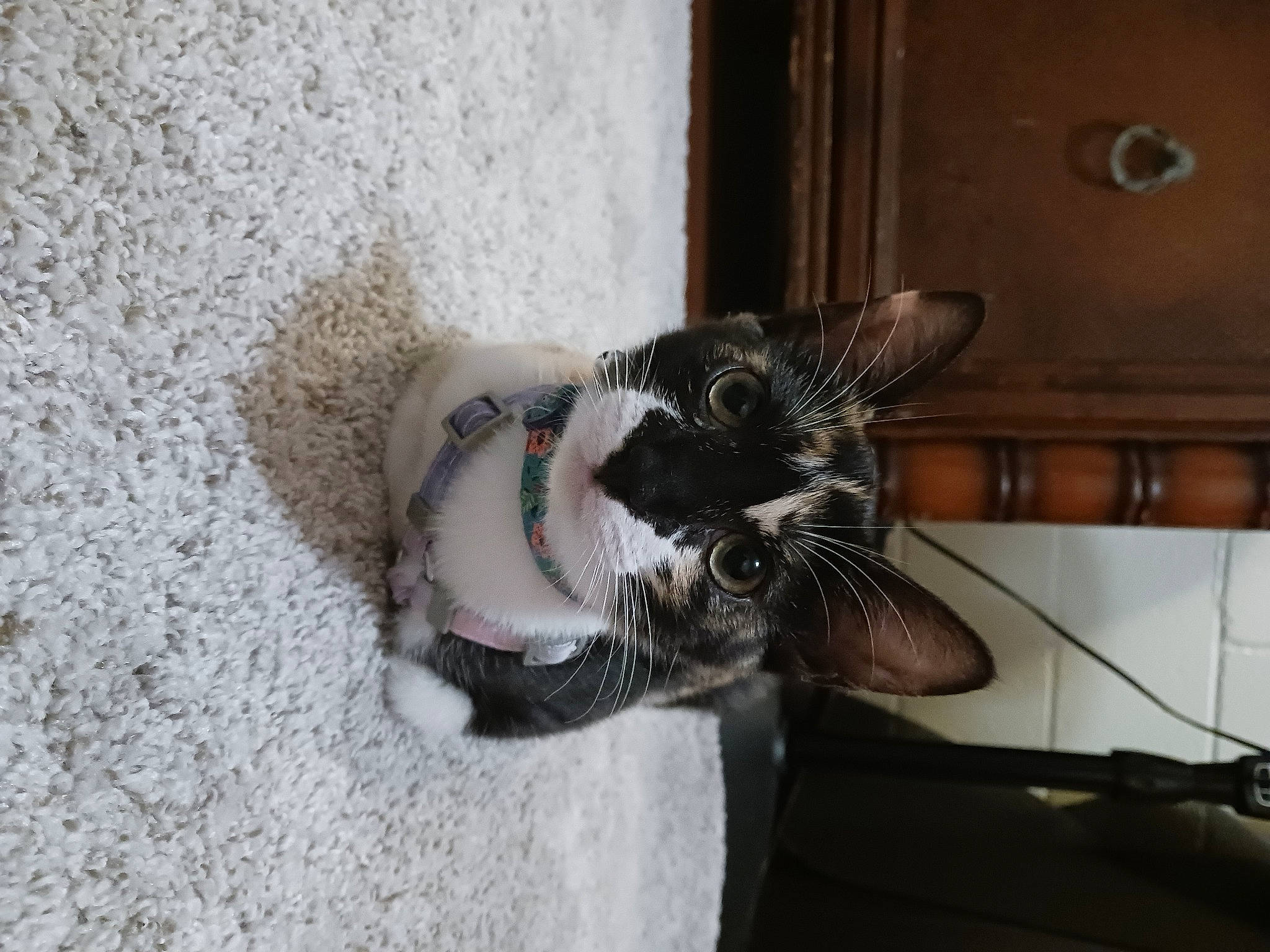 Jessie joined the competition — help win amazing prizes! canidae, carnivore, cat, claw, collar, dog_breed, domestic_short_haired_cat, felidae, flooring, foot, fur, human_leg, paw, small_to_medium_sized_cats, snout, sporting_group, tail, whiskers, window, wood