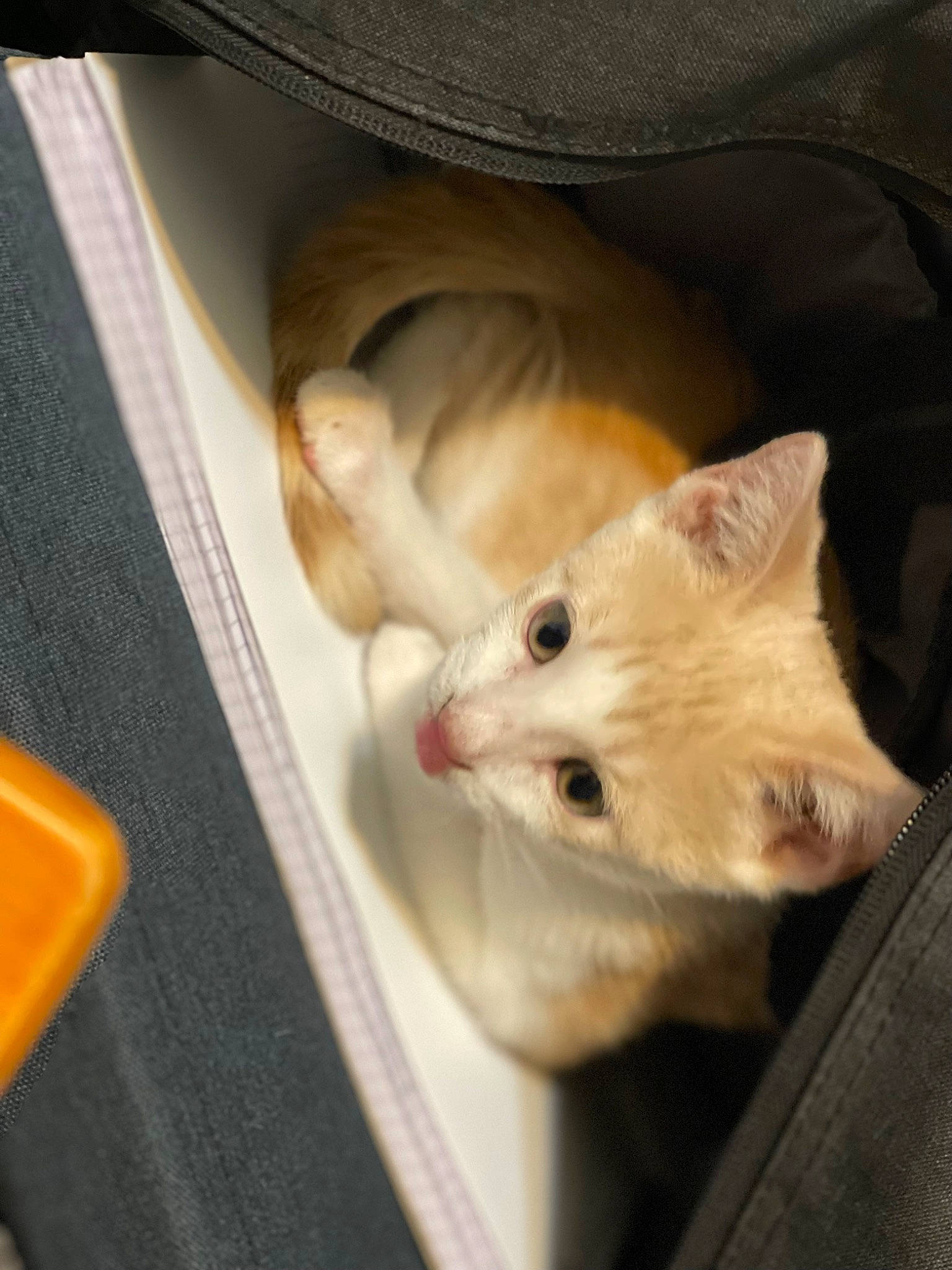 Cheezit joined the competition — help win amazing prizes! canidae, carnivore, cat, claw, comfort, domestic_short_haired_cat, fawn, felidae, fur, paw, small_to_medium_sized_cats, snout, tail, whiskers, wood