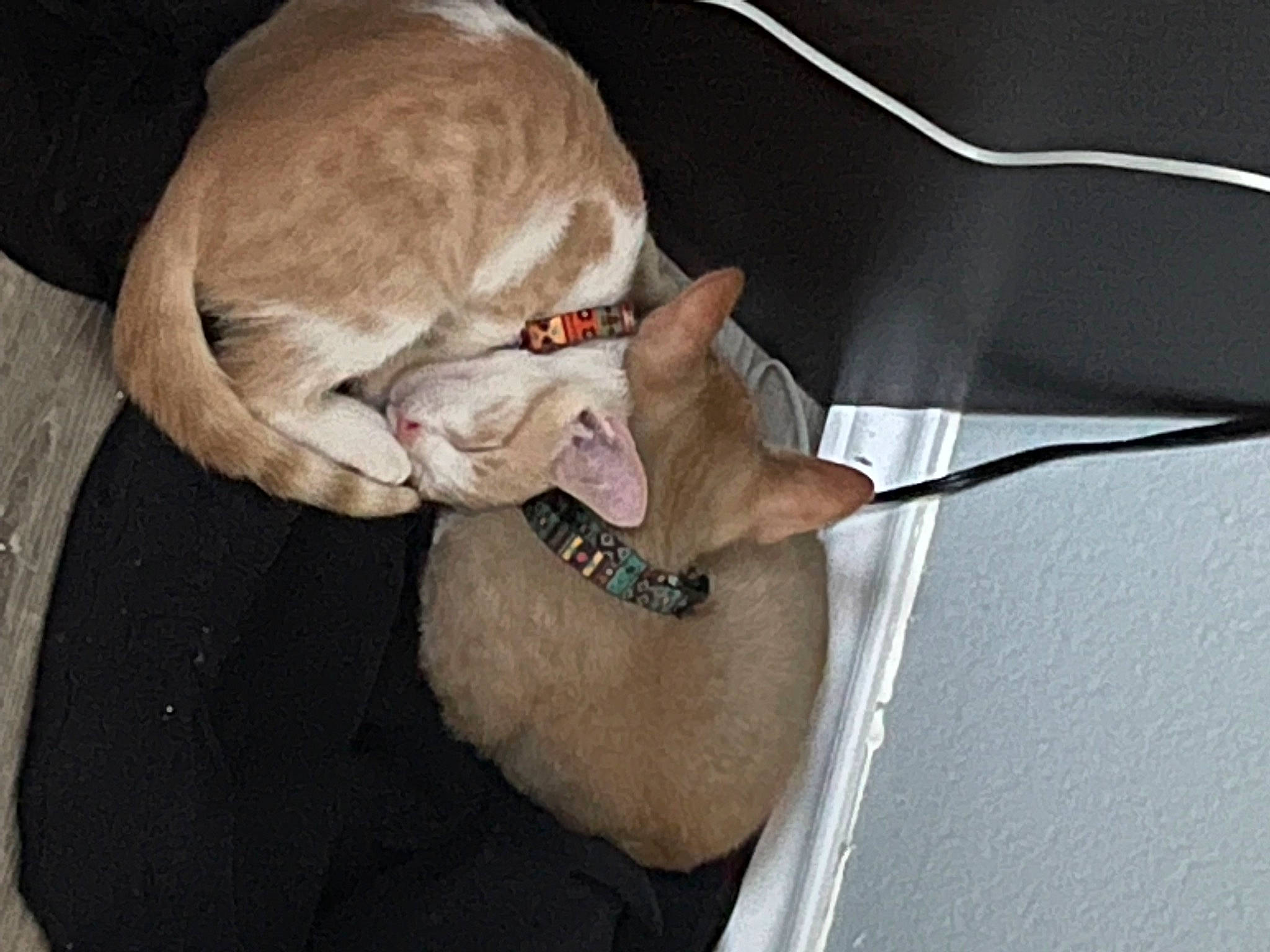 Cheezit is registered to the contest to win money with this photo: canidae, carnivore, cat, claw, collar, comfort, domestic_short_haired_cat, ear, elbow, eyelash, fang, fawn, felidae, fur, gesture, jaw, pet_supply, small_to_medium_sized_cats, tail, whiskers