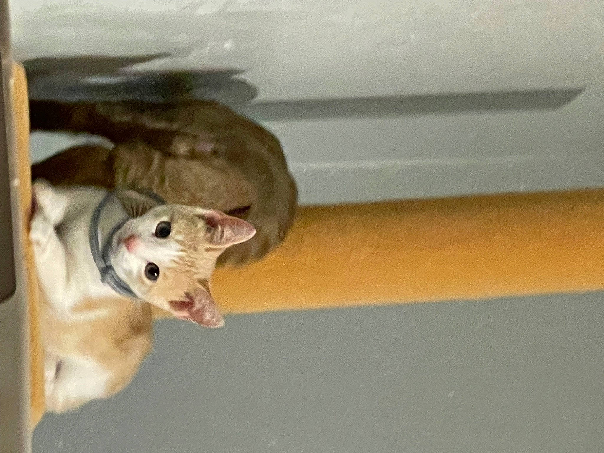 Cheezit is registered to the contest to win money with this photo: canidae, carnivore, companion_dog, dog, dog_breed, fawn, felidae, non_sporting_group, paw, pet_supply, puppy, small_to_medium_sized_cats, snout, sporting_group, tail, terrestrial_animal, whiskers, wood, working_animal