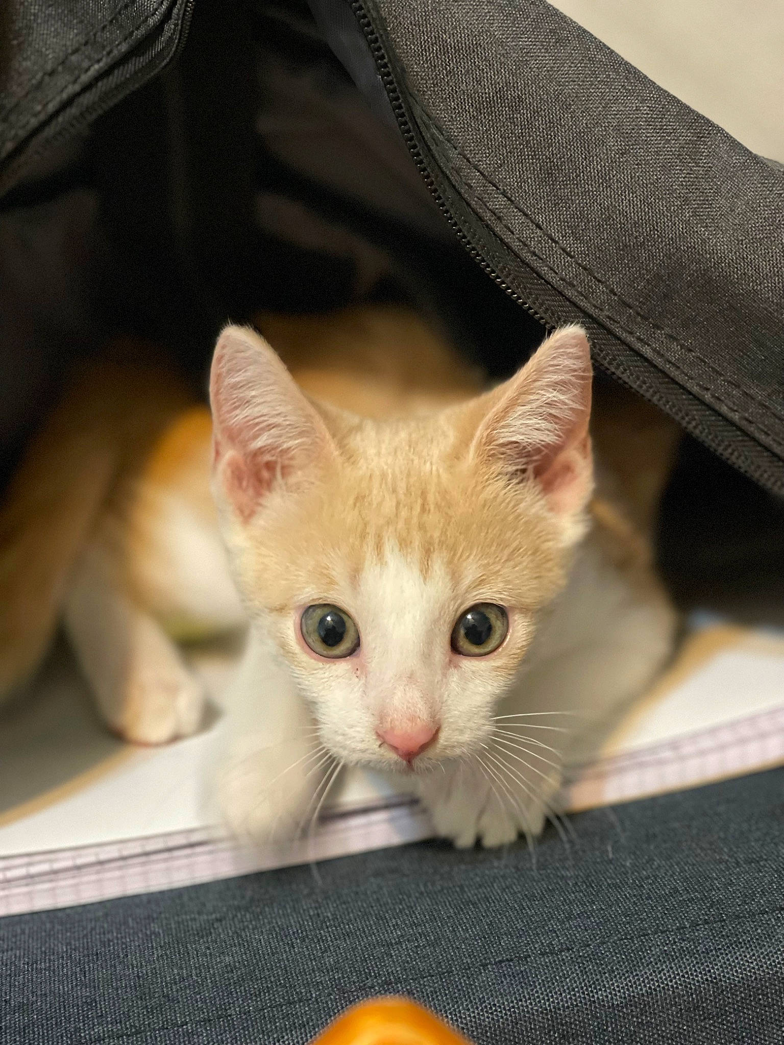 Cheezit is registered to the contest to win money with this photo: carnivore, cat, claw, comfort, domestic_short_haired_cat, fawn, felidae, fur, iris, paw, small_to_medium_sized_cats, snout, tail, whiskers