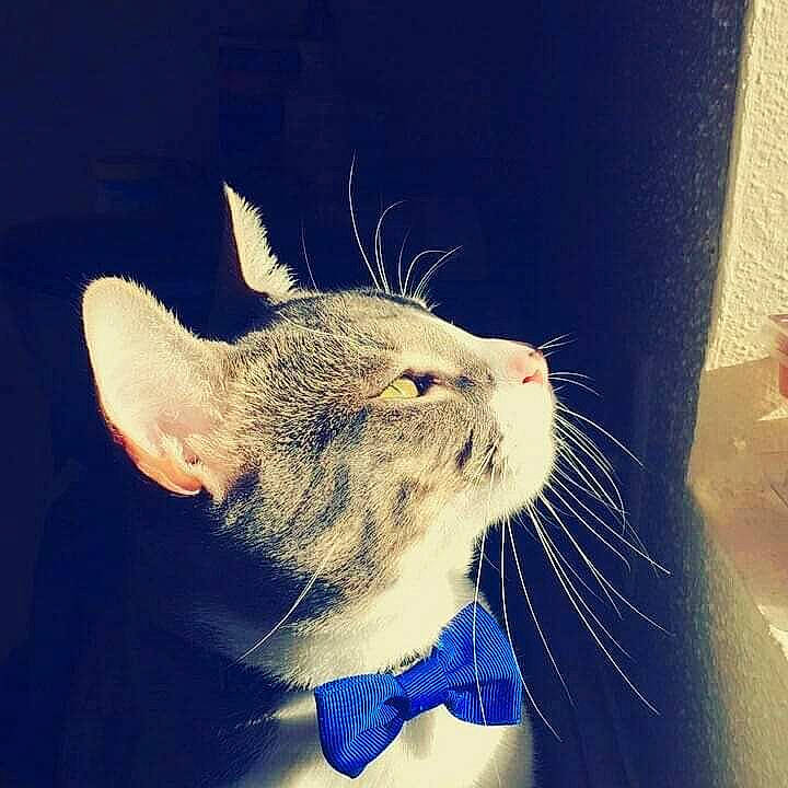 Loki is registered to the contest to win money with this photo: carnivore, cat, domestic_short_haired_cat, ear, electric_blue, felidae, fur, metal, meteorological_phenomenon, paw, photo_caption, selfie, small_to_medium_sized_cats, snout, square, tail, whiskers, window