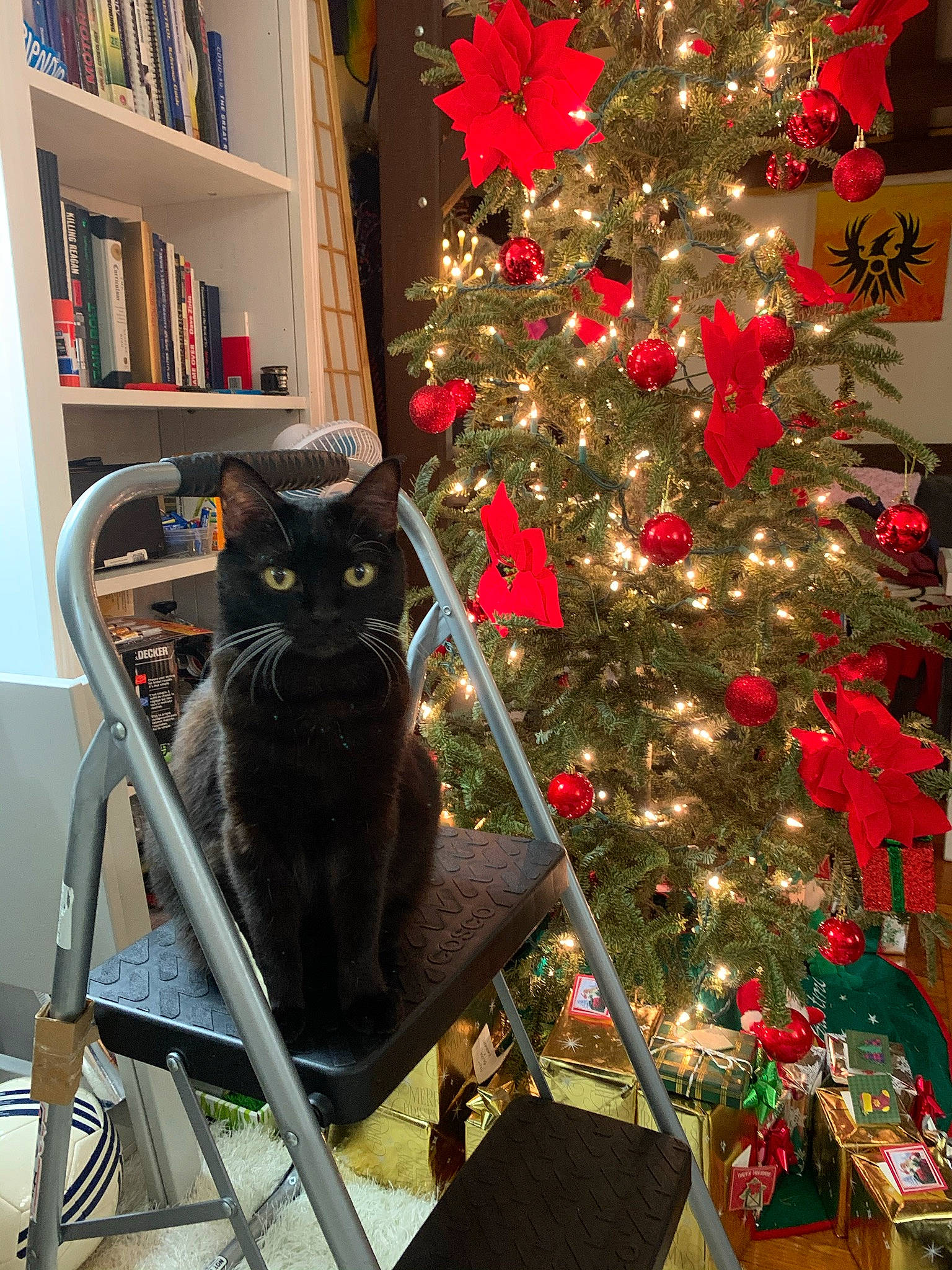 Kia is registered to the contest to win money with this photo: bombay, bookcase, carnivore, cat, christmas_decoration, christmas_ornament, christmas_tree, decoration, evergreen, felidae, flowerpot, holiday_ornament, ornament, plant, shelf, shelving, small_to_medium_sized_cats, tints_and_shades, tree, whiskers