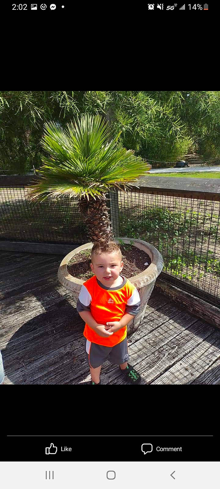 Bryce is registered to the contest to win money with this photo: arecales, botany, fence, fun, garden, grass, happy, landscape, leaf, leisure, people_in_nature, person, plant, shorts, shrub, terrestrial_plant, toddler, tree, vertebrate, wood