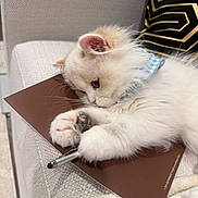 Halo is registered to the contest to win money with this photo: kitten, cat, fluffy, white_fur, collar, blue_collar, notebook, pen, couch, furniture, indoor, cute, pet, paw, resting, close_up, soft, domestic_animal, relaxing, feline