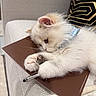 kitten, cat, fluffy, white_fur, collar, blue_collar, notebook, pen, couch, furniture, indoor, cute, pet, paw, resting, close_up, soft, domestic_animal, relaxing, feline