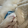 Halo joined the competition — help win amazing prizes! cat, fluffy, white_cat, collar, blue_collar, checkered, blanket, beige, soft_texture, relaxed, pet, indoor, cute, feline, animal, sleepy, cozy, fur, whiskers, closeup